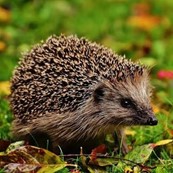 Hedgehog